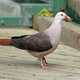 Nesoenas mayeri. Wikimedia Commons